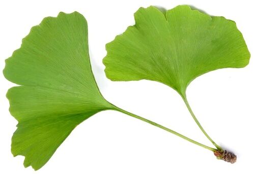 Insuvit yra ginkgo bilobe